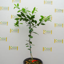 Load image into Gallery viewer, Owari 874 Satsuma Tree
