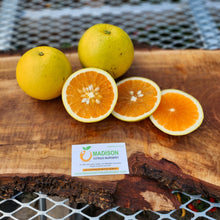 Load image into Gallery viewer, Golden Grapefruit