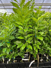 Load image into Gallery viewer, Citrus Excelsa Papeda Tree