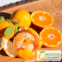 Load image into Gallery viewer, Silverhill Satsuma Mandarin Tree - 3 Gallon