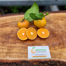 Load image into Gallery viewer, Tango Mandarin Tree