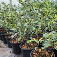 Load image into Gallery viewer, Variegated Cara Cara Navel Orange Tree