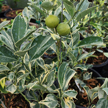Load image into Gallery viewer, Variegated Cara Cara Navel Orange Tree