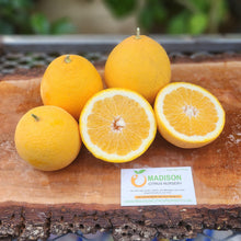 Load image into Gallery viewer, Ambersweet Orange Tree