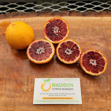 Load image into Gallery viewer, Dwarf Amoa 8 Tangor Mandarin Tree