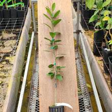 Load image into Gallery viewer, Armstrong Satsuma Tree