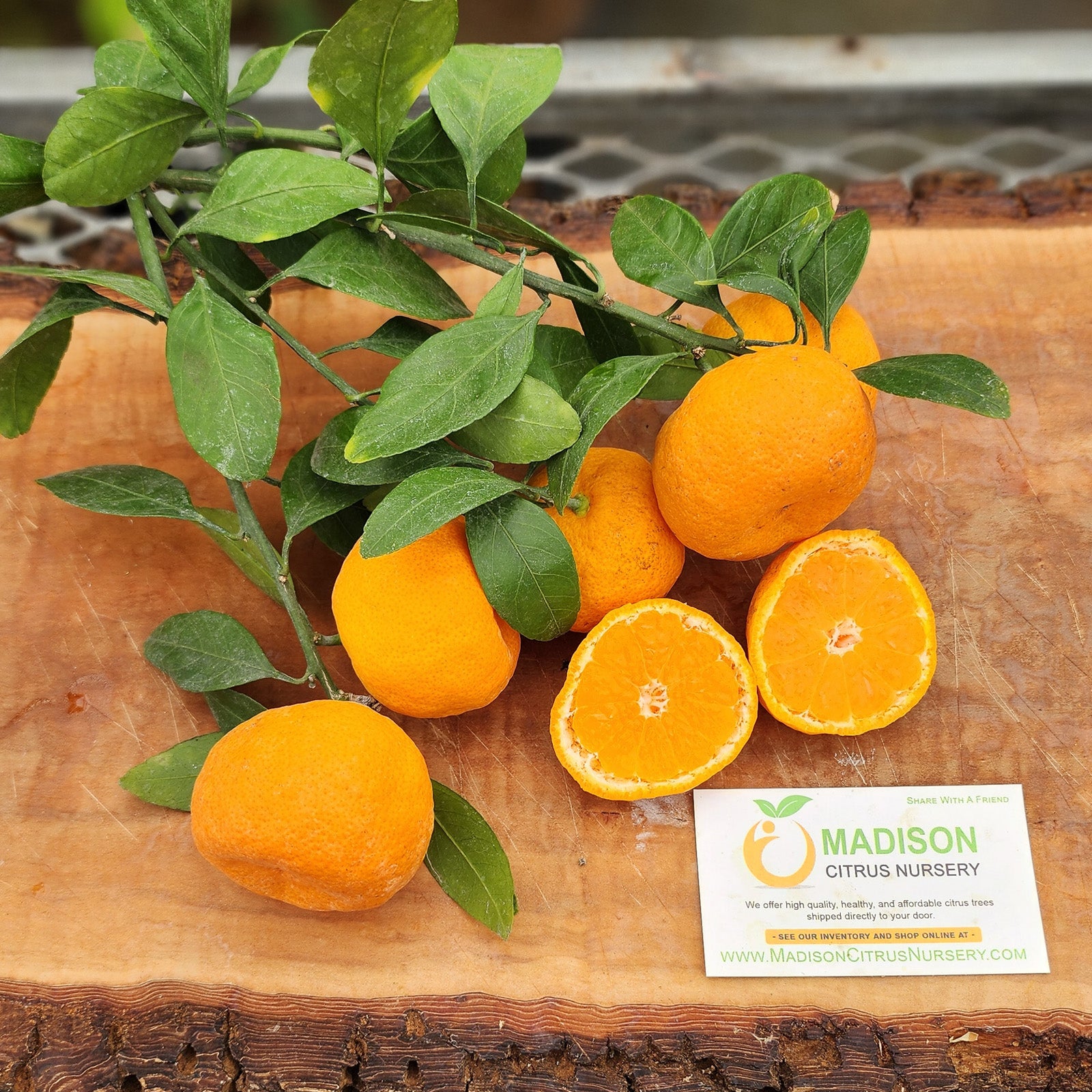 Armstrong Satsuma Trees for Sale Madison Citrus Nursery