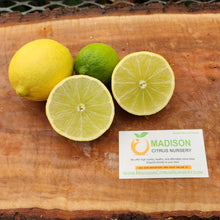Load image into Gallery viewer, Bearss Lime Tree