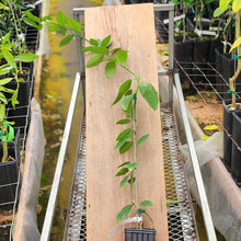 Load image into Gallery viewer, Bearss Lime Tree