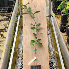 Load image into Gallery viewer, Brown Select Satsuma Tree