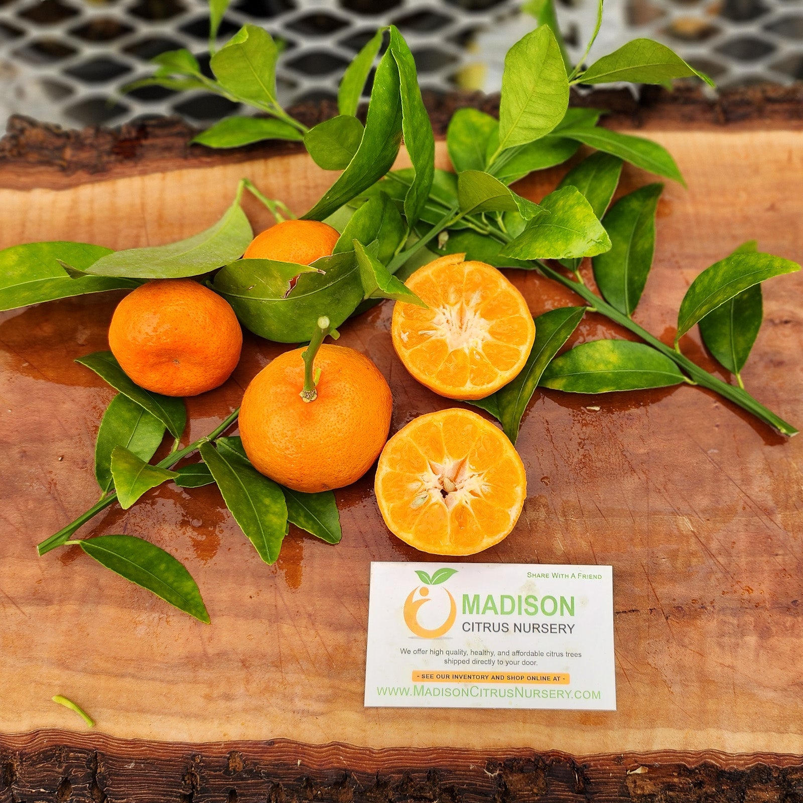 Calamandarin Citrus Tree
