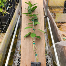 Load image into Gallery viewer, Carney 3 Sweet Orange Tree