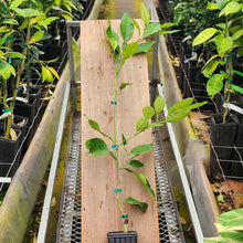 Load image into Gallery viewer, Chandler Pummelo Tree