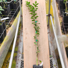 Load image into Gallery viewer, Chinotto Sour Orange Tree