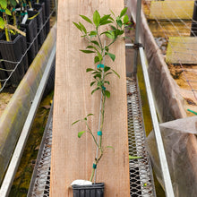 Load image into Gallery viewer, Citrangequat Hybrid US 10-3-4