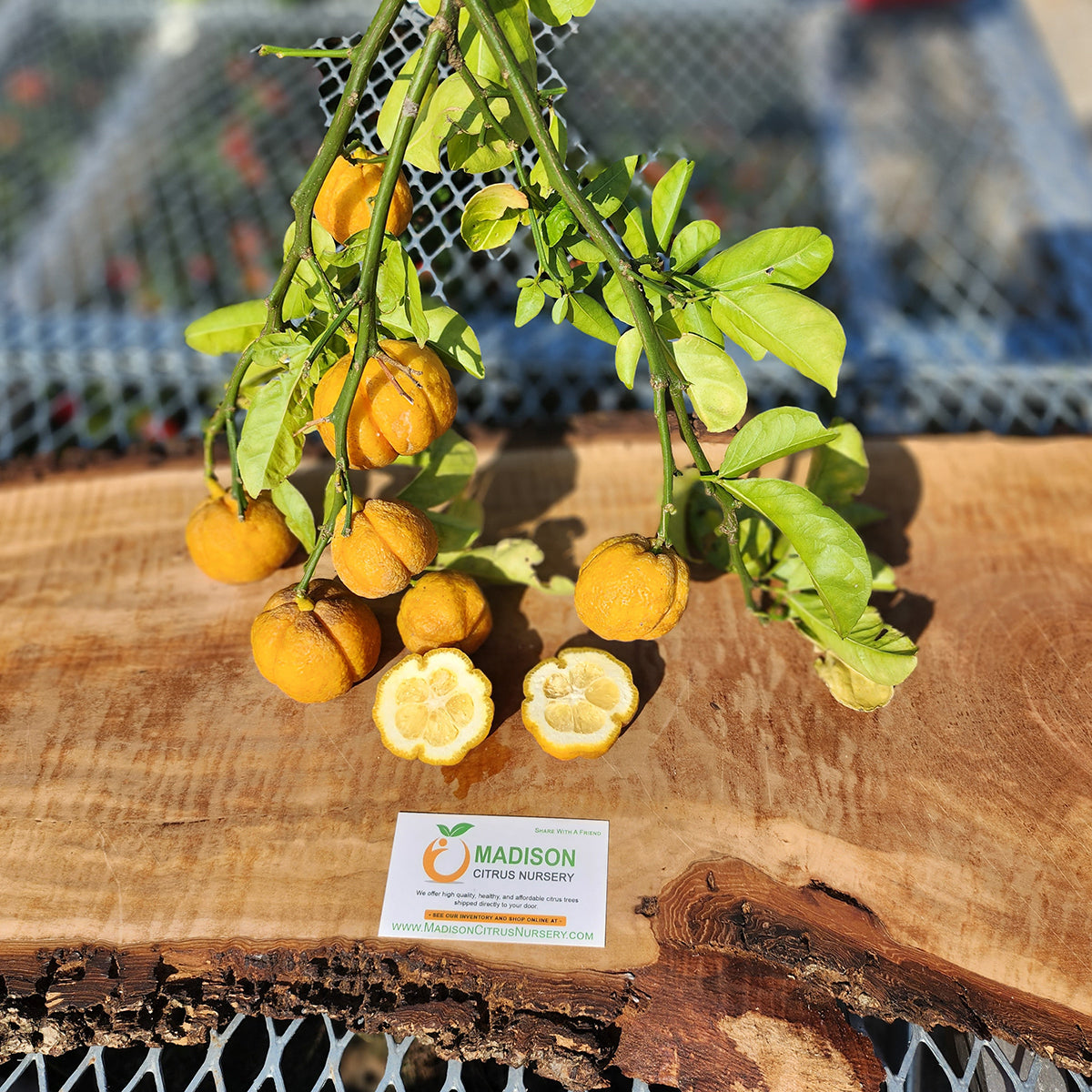 Citremon Citrus Trees for Sale - MadisonCitrusNursery.com – Madison ...