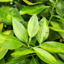 Load image into Gallery viewer, Mottled Minneola Tree