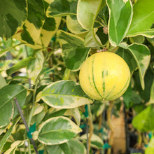 Load image into Gallery viewer, Variegated Sour Orange Tree