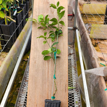 Load image into Gallery viewer, Crassifolia Kumquat Tree