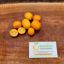 Load image into Gallery viewer, Crassifolia Kumquat Tree