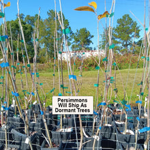 Load image into Gallery viewer, Fuyu Persimmon Tree