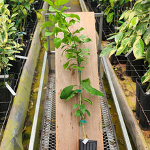 Load image into Gallery viewer, Duncan Grapefruit Tree