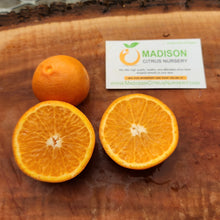 Load image into Gallery viewer, Fairchild Mandarin Tree