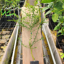 Load image into Gallery viewer, Faustrimedin Tree