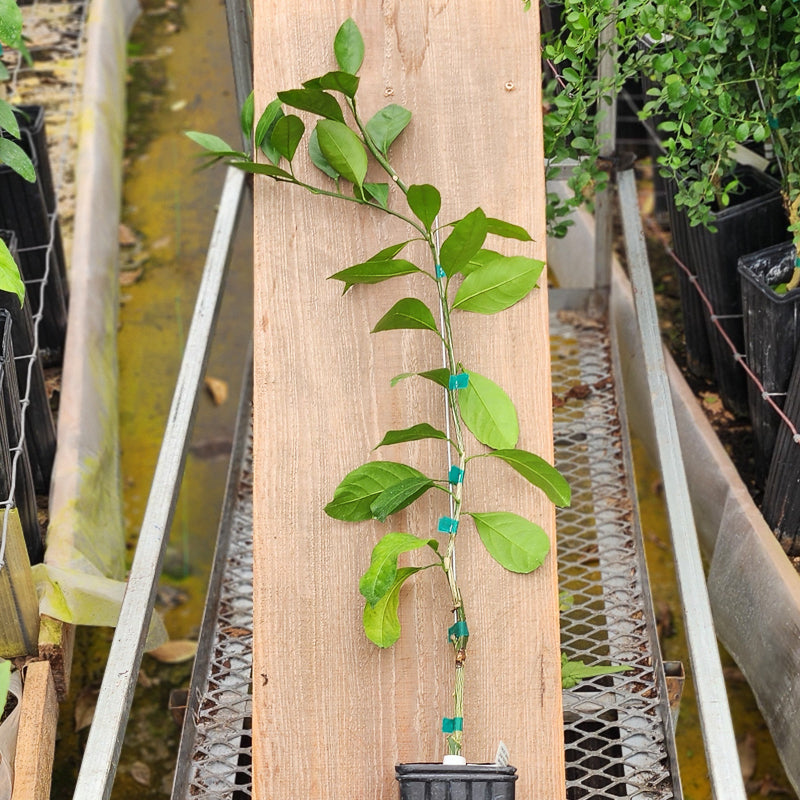 Frost Owari Satsuma Mandarin Trees for Sale - MadisonCitrusNursery