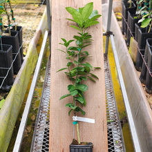 Load image into Gallery viewer, Fukushu Kumquat Tree