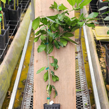 Load image into Gallery viewer, Genetic Dwarf Grapefruit Tree