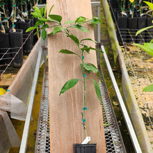 Load image into Gallery viewer, Glen Navel Orange Tree