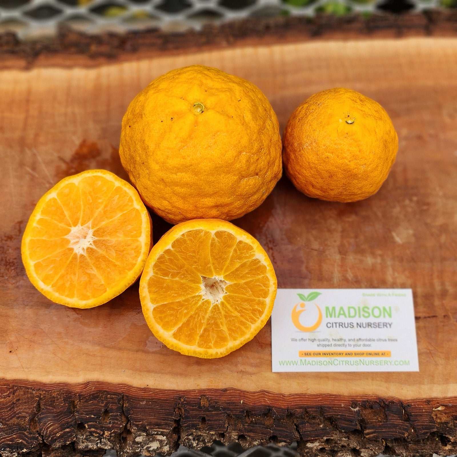 Gold Nugget Mandarin Trees for Sale - MadisonCitrusNursery.com