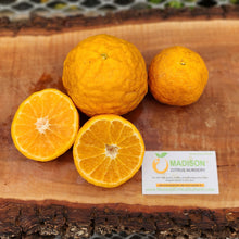 Load image into Gallery viewer, Gold Nugget Mandarin Tree