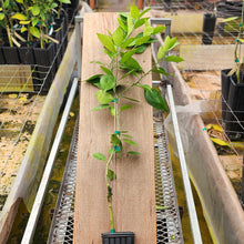 Load image into Gallery viewer, Hamlin Sweet Orange Tree