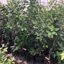 Load image into Gallery viewer, Meyer Lemon Tree