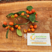 Load image into Gallery viewer, Hong Kong Kumquat Tree