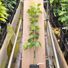 Load image into Gallery viewer, Kabosu Papeda Tree