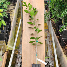 Load image into Gallery viewer, Kimbrough Satsuma Mandarin Tree