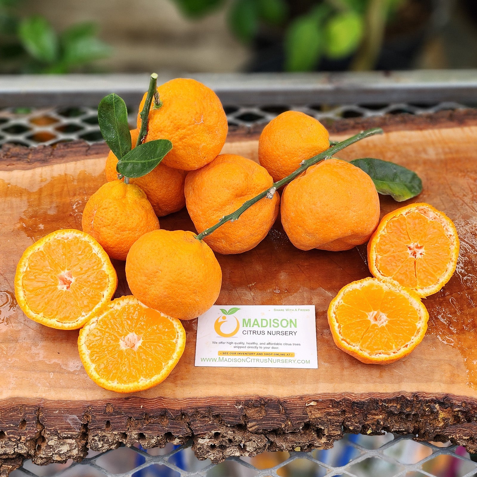 Kimbrough Satsuma Mandarin Trees for Sale
