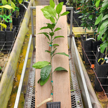 Load image into Gallery viewer, Kinkoji Grapefruit Tree