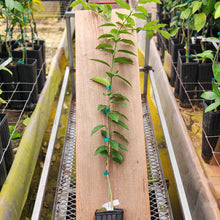 Load image into Gallery viewer, Lakeland Limequat Tree