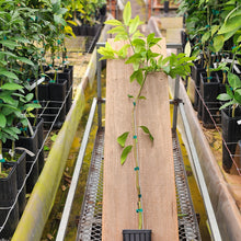 Load image into Gallery viewer, Lemonquat Tree