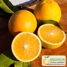 Load image into Gallery viewer, Boukhobza Blood Orange Tree