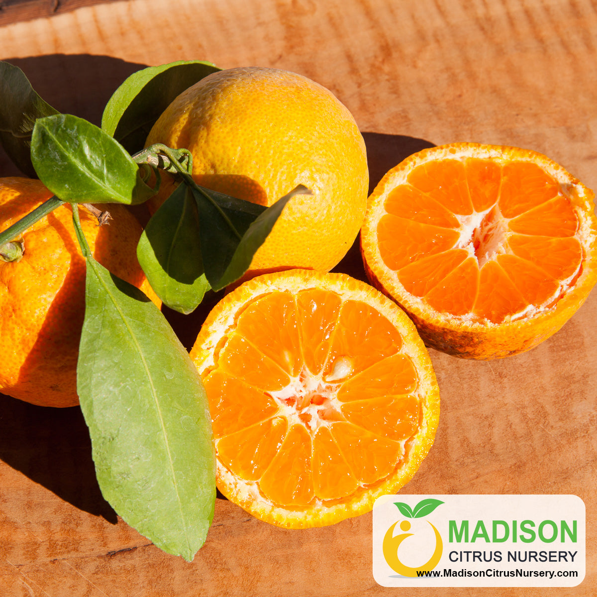 China S2 Satsuma Trees for Sale Madison