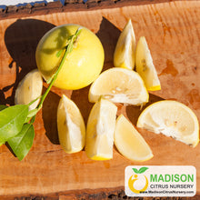 Load image into Gallery viewer, Citrus Excelsa Papeda Tree