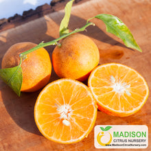 Load image into Gallery viewer, Clementine Mandarin Tree