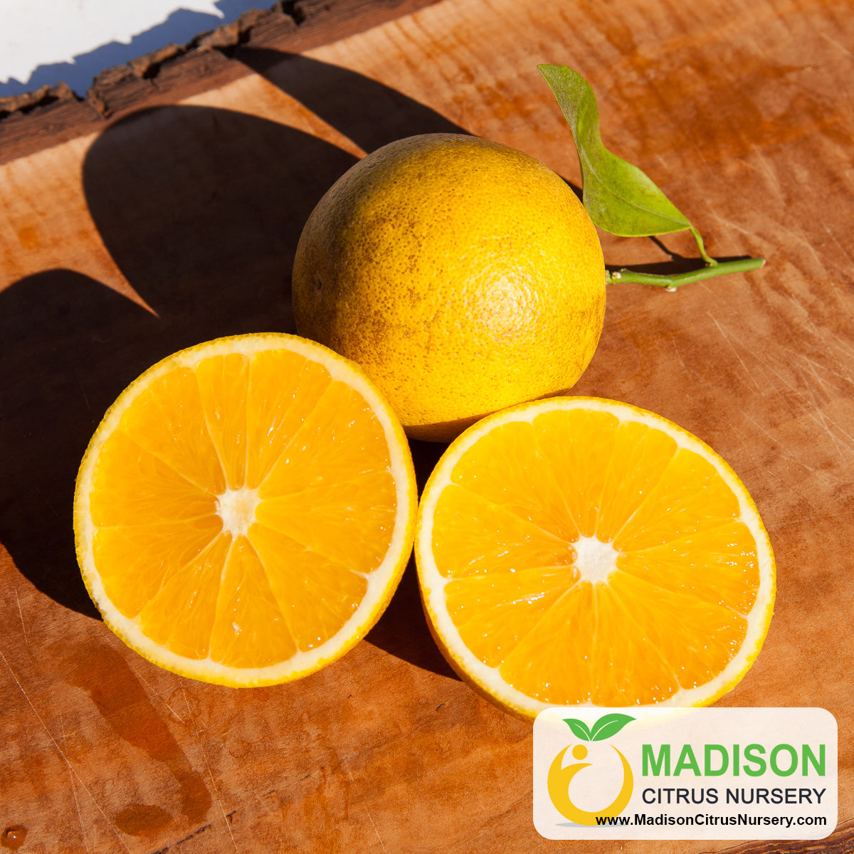 Cocktail Grapefruit Trees for Sale Madison