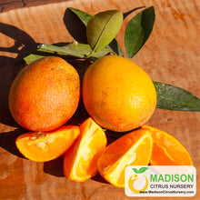 Load image into Gallery viewer, Excalibur Red Lime Tree