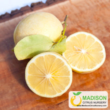Load image into Gallery viewer, Interdonato Lemon Tree